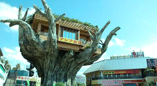 ความคิดสร้างสรรค์บนต้นไม้