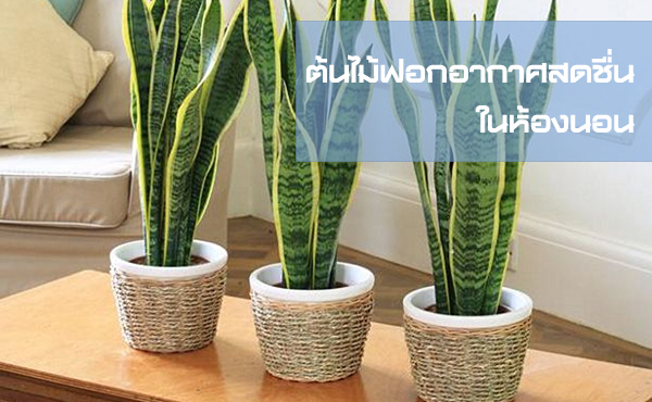 ต้นไม้ฟอกอากาศสดชื่น ในห้องนอน