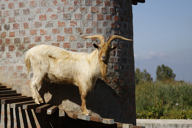 บ้านแพะ Tower Goat บ้านแพะ Tower Goat
