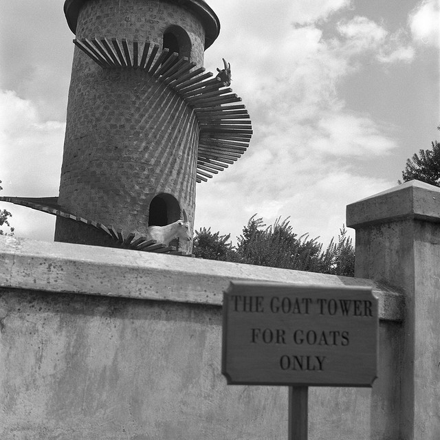 บ้านแพะ Tower Goat บ้านแพะ Tower Goat