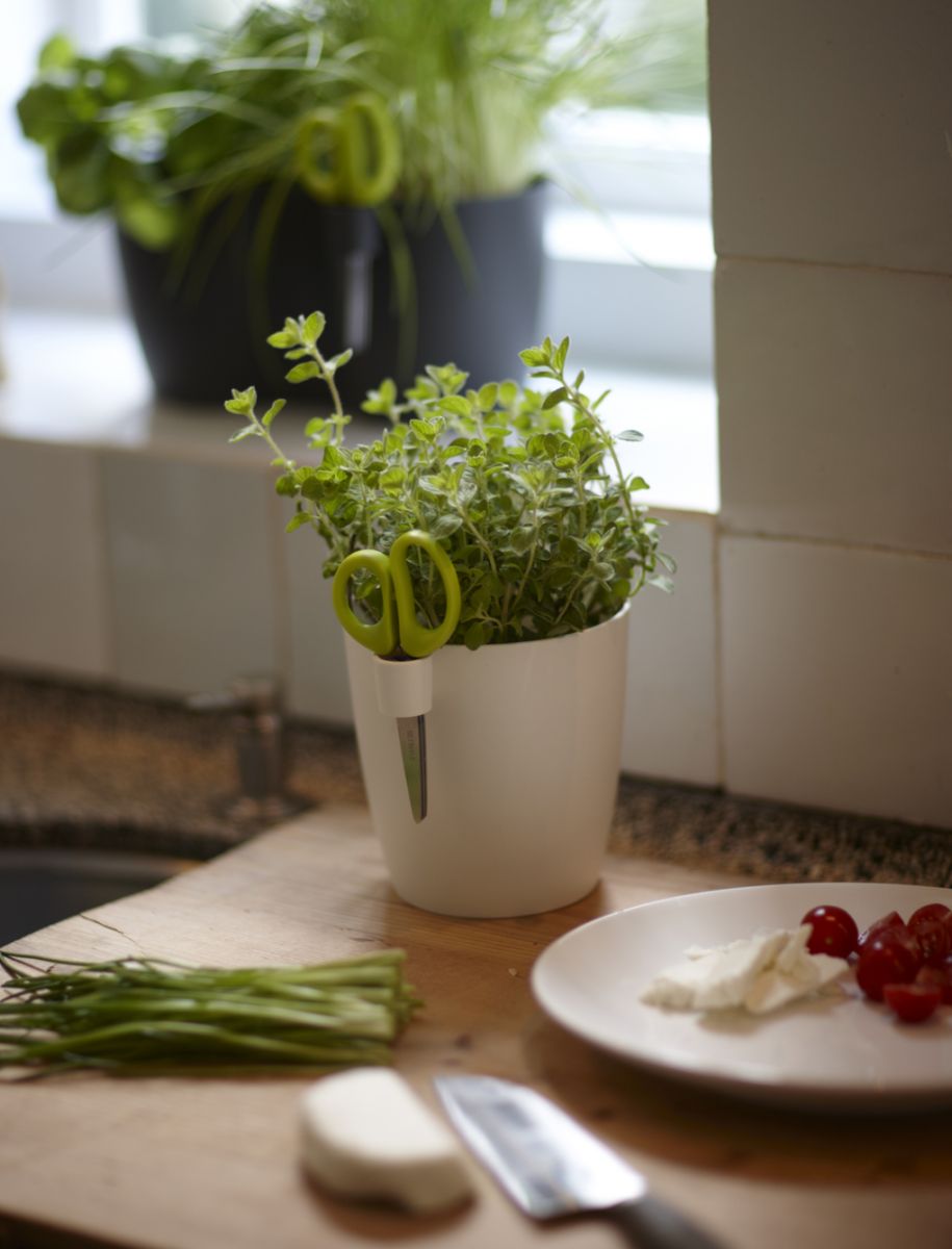 แจกัน สมุนไพร แจกัน สมุนไพร