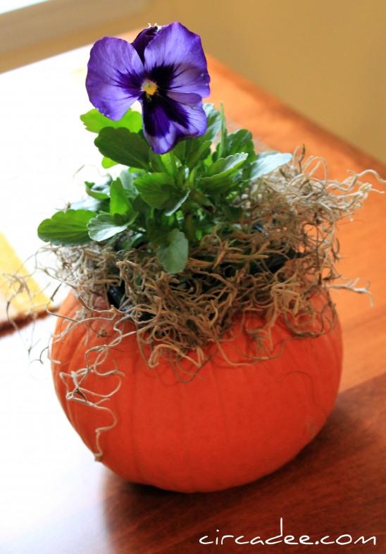 ดอกไม้ในฝักทอง ดอกไม้ในฝักทอง