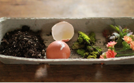 เปลือกไข่ เปลือกไข่