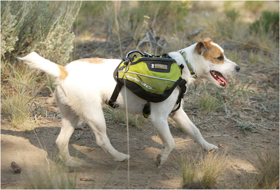 กระเป๋าใสของสุนัข กระเป๋าใสของสุนัข