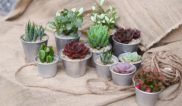 ต้นไม้จิ๋วประดับบ้าน