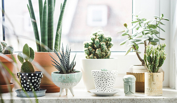 ต้นไม้จิ๋วประดับบ้าน