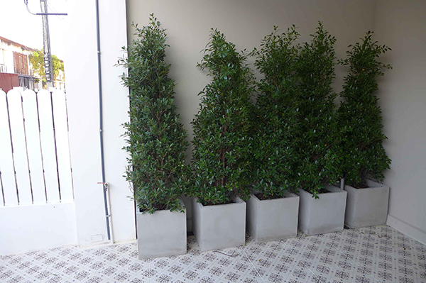 จัดสวนสวย จัดสวนสวย