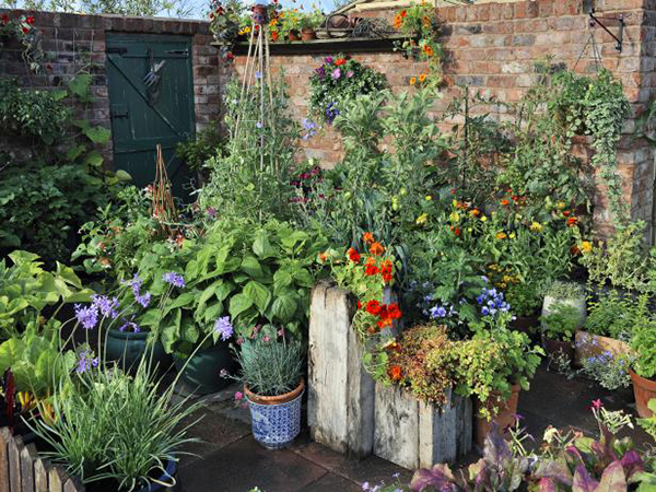 จัดสวนหลังบ้าน จัดสวนหลังบ้าน