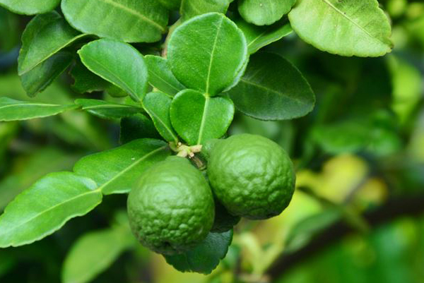 ต้นไม้ไล่ยุง ต้นไม้ไล่ยุง