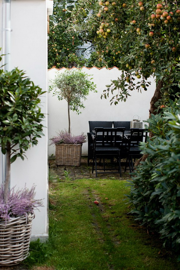 สวนหลังบ้าน สวนหลังบ้าน