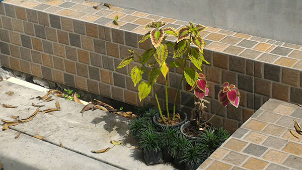 ไอเดียการจัดสวน ไอเดียการจัดสวน