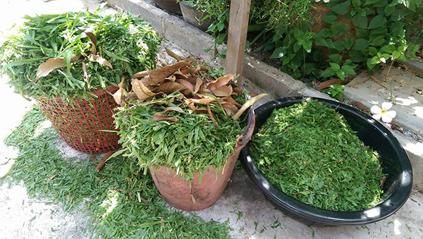 ตัดหญ้า ตัดหญ้า