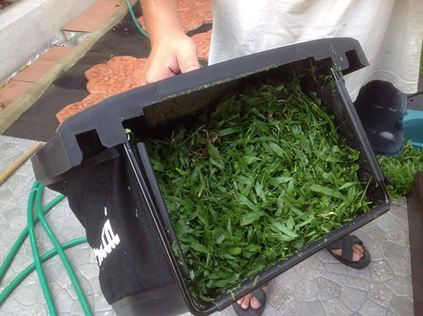 ตัดหญ้าเอง ตัดหญ้าเอง