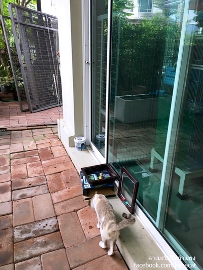 เปลี่ยนพื้นที่ข้างบ้านให้แมวอยู่ เปลี่ยนพื้นที่ข้างบ้านให้แมวอยู่