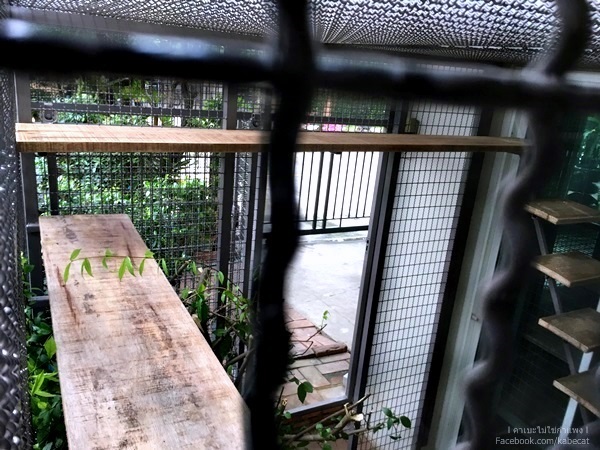 บ้านแมว บ้านแมว