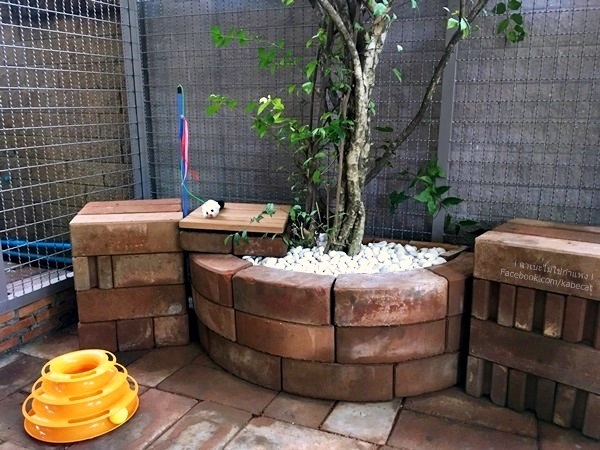 บ้านแมว บ้านแมว