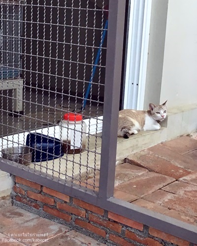 บ้านแมว บ้านแมว