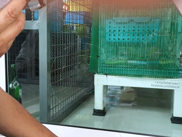 ประตูแมว ประตูแมว