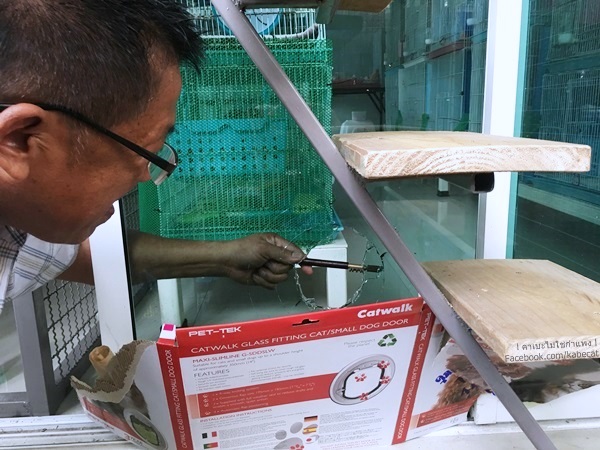 เจาะประตูแมว เจาะประตูแมว