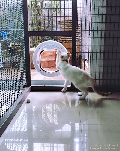 บ้านแมว บ้านแมว