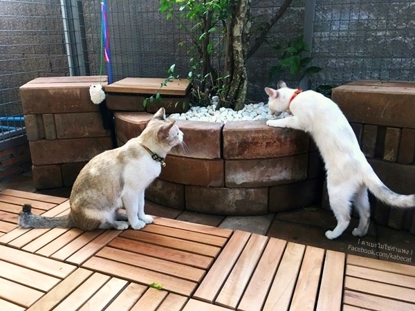 บ้านแมว บ้านแมว