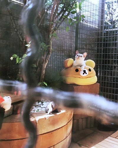 สร้างบ้านแมว สร้างบ้านแมว