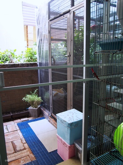 ทาสแมว ทาสแมว