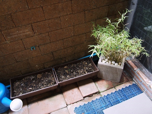 บ้านแมว บ้านแมว