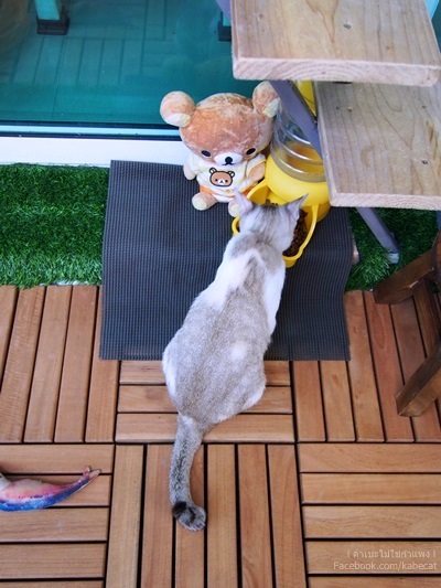 ทาสแมว ทาสแมว