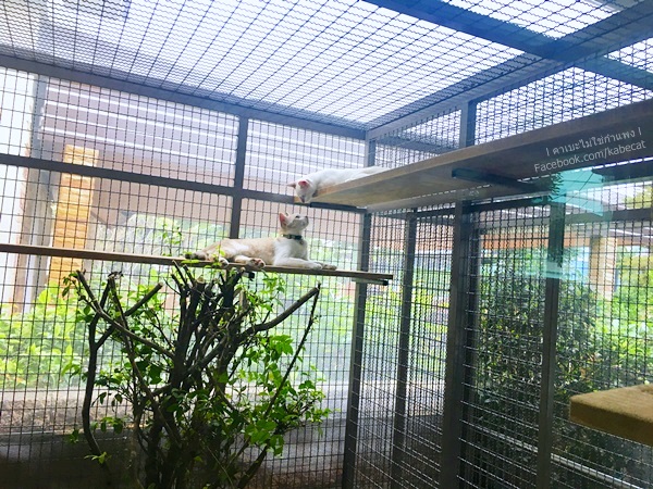 กรงแมว กรงแมว