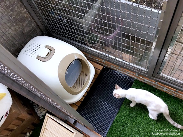 ห้องน้ำแมว ห้องน้ำแมว