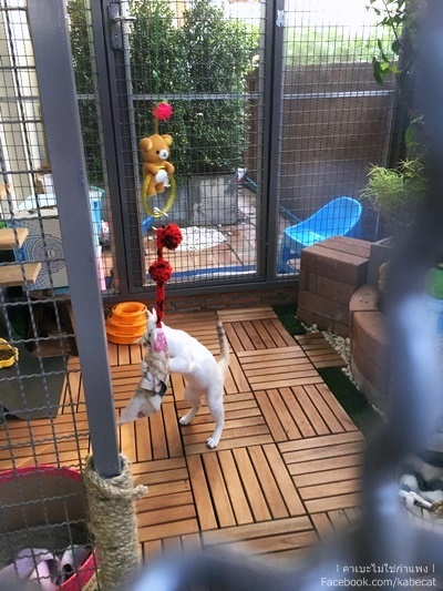 บ้านแมว บ้านแมว