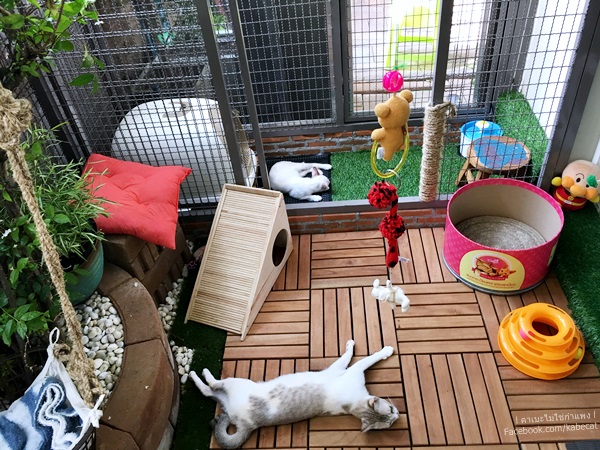 บ้านแมว บ้านแมว