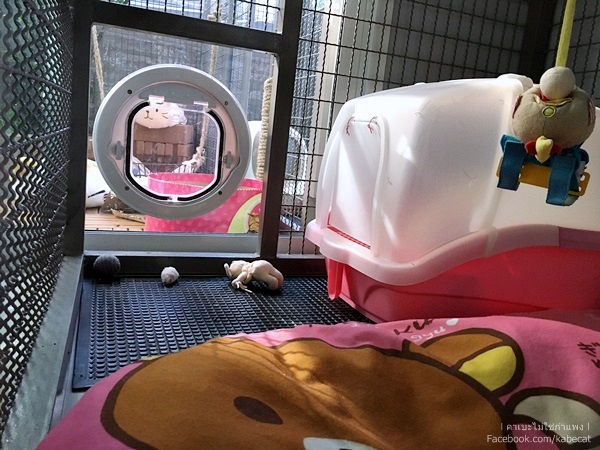 บ้านแมว บ้านแมว