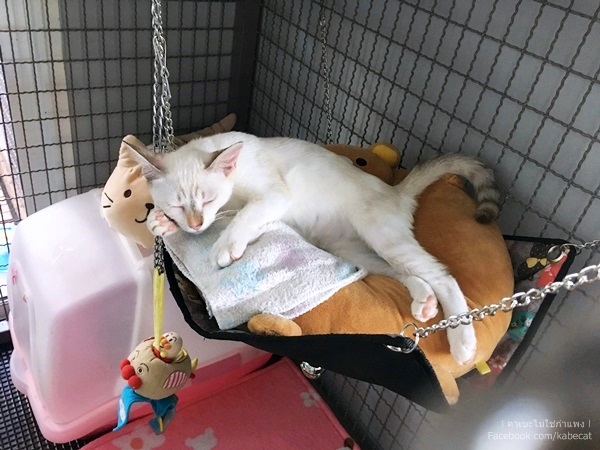 ที่นอนแมว ที่นอนแมว