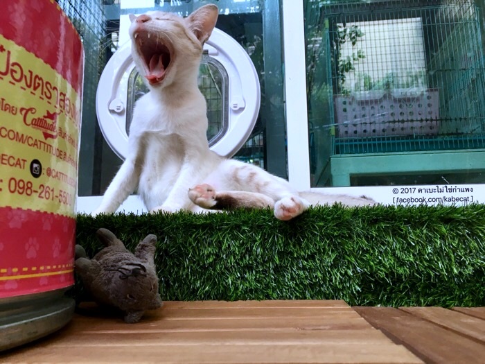 บ้านแมว บ้านแมว