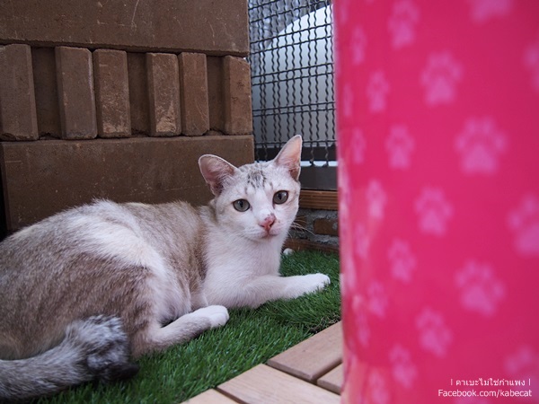 บ้านแมว บ้านแมว