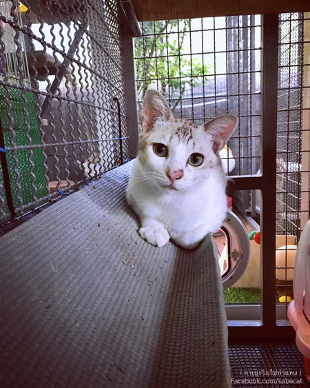 ไอเดียสร้างบ้านแมว ไอเดียสร้างบ้านแมว