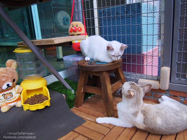 สร้างบ้านแมว สร้างบ้านแมว