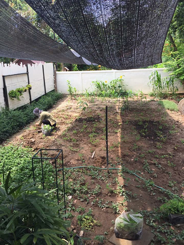 จัดสวนข้างบ้าน จัดสวนข้างบ้าน