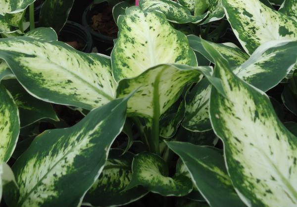 ต้นไม้เสริมบารมี ต้นไม้เสริมบารมี