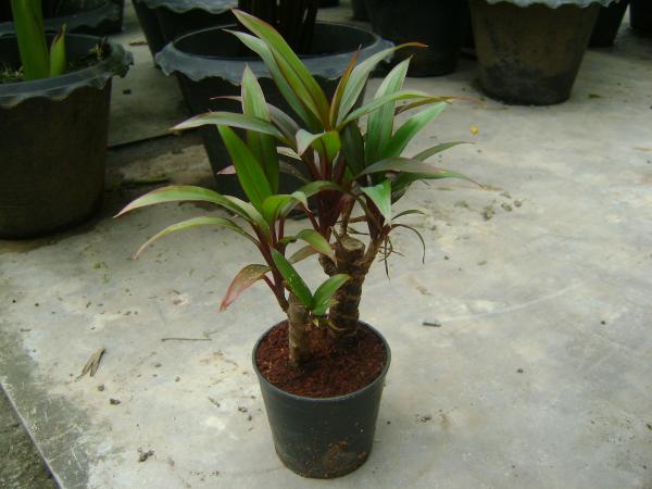 ต้นไม้เสริมบารมี ต้นไม้เสริมบารมี