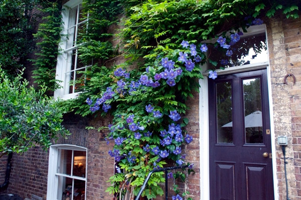 ไม้เลื้อยแต่งสวน