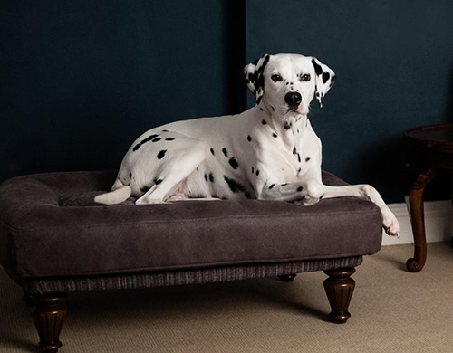 เตียงน้องหมาสุดสวย