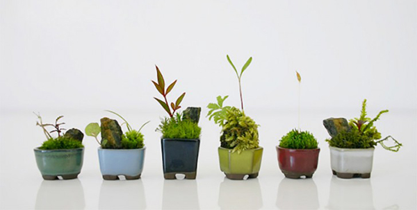 ต้นไม้จิ๋วประดับบ้าน