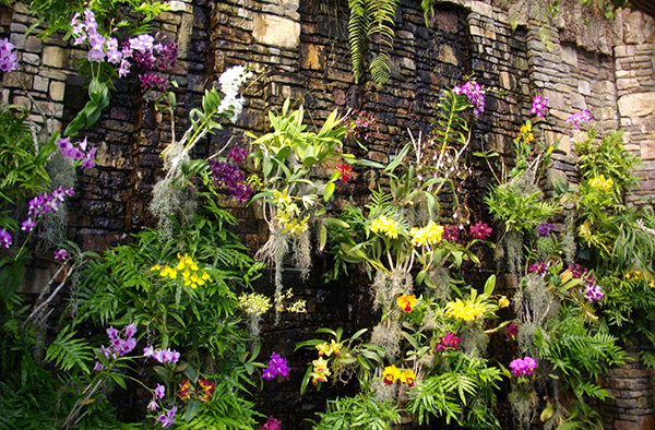 จัดสวนสวย ด้วยกล้วยไม้