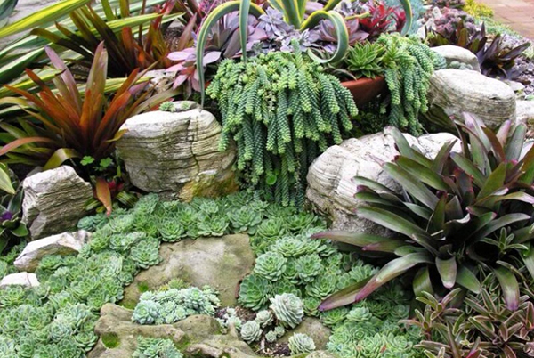 แคคตัสแต่งสวน