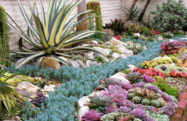 แต่งสวนสวยด้วยแคคตัส