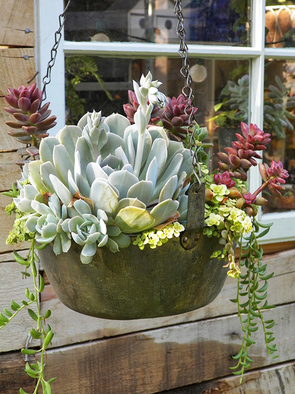 จัดสวนแบบแขวน