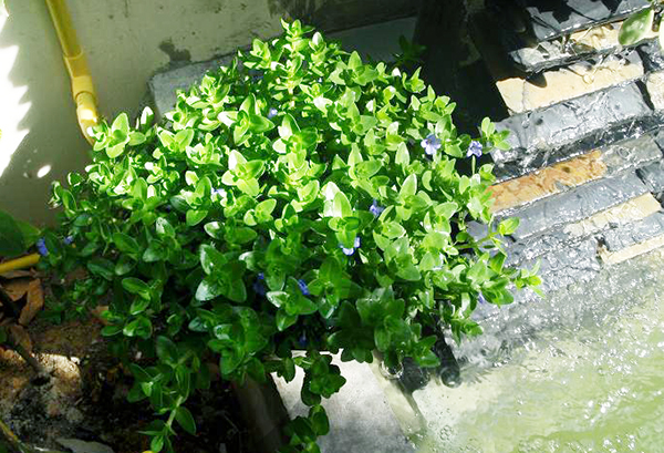 แต่งสวนด้วยพรรณไม้สีม่วง